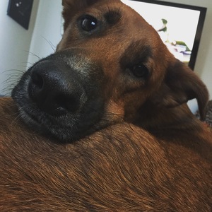 Fundraising Page: Courtney Faires